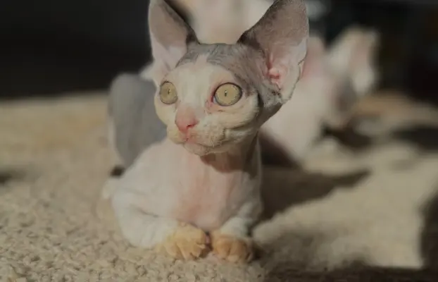 Kocurek Devon Rex 4