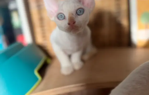Kocurek Devon Rex 5