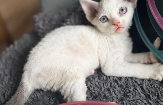 Kocurek Devon Rex 6