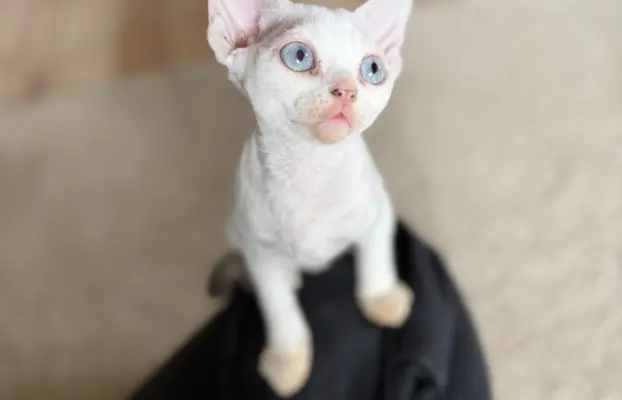 Kocurek Devon Rex 7