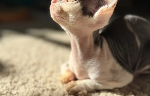 Kocurek Devon Rex 8