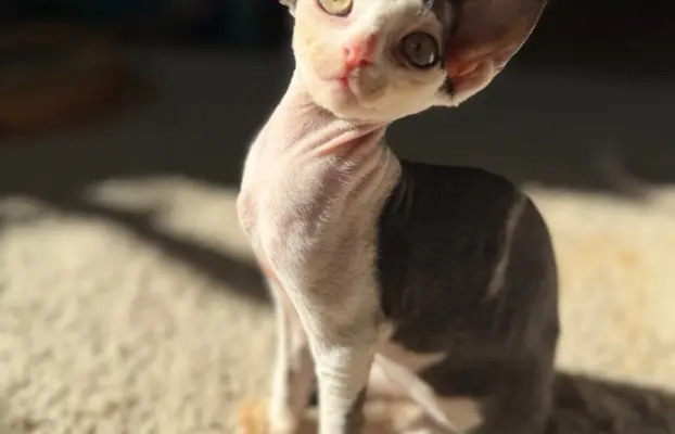 Kocurek Devon Rex 9