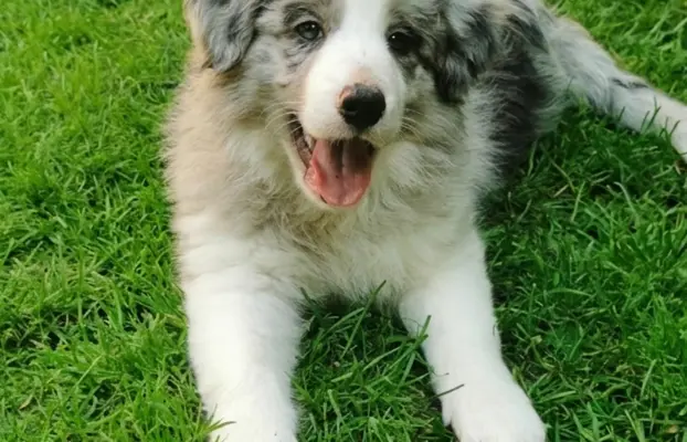 Szczeniaki Border Collie ZKwP - Rodowód FCI - 8 tyg - gotowe 10