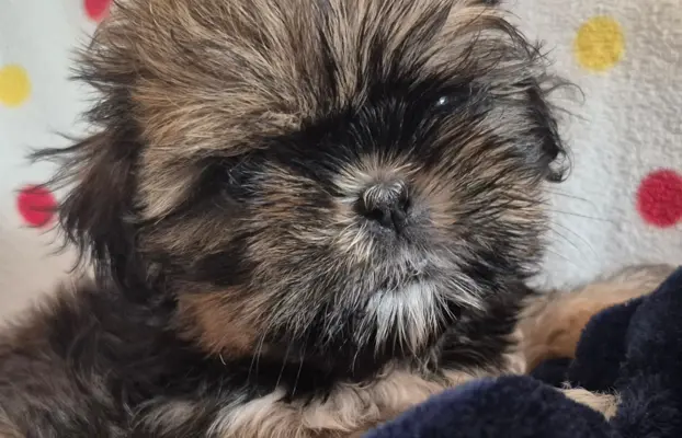 Szczeniaki shihtzu 1