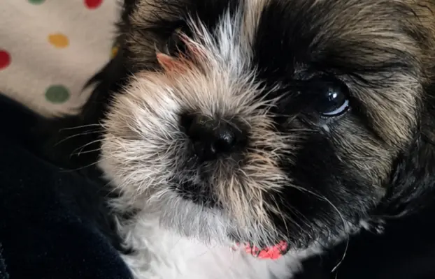 Szczeniaki shihtzu 2