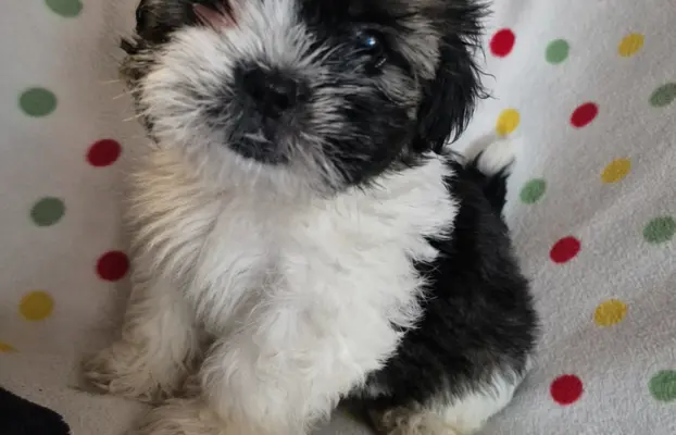 Szczeniaki shihtzu 3