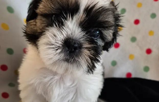 Szczeniaki shihtzu 4