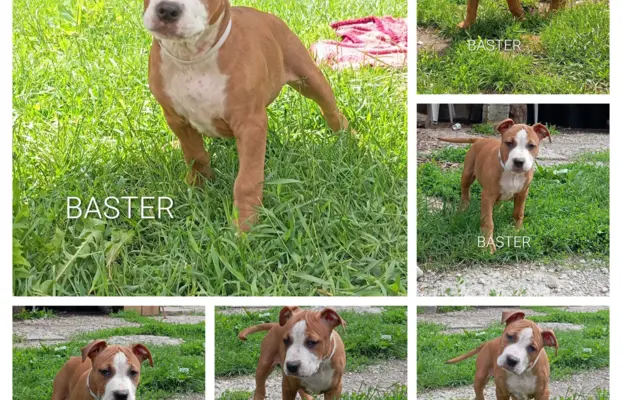 Amstaff 1