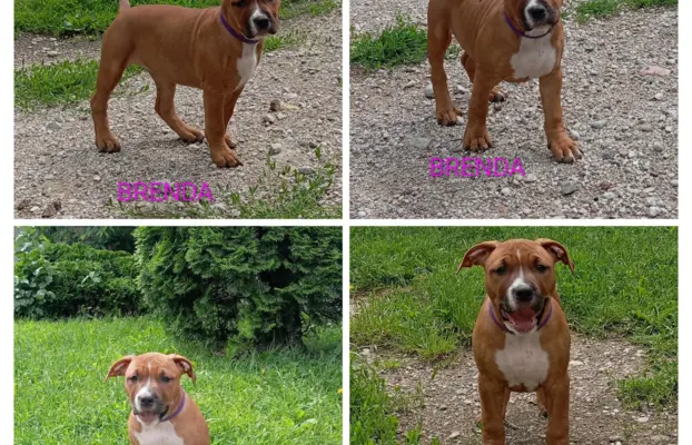Amstaff 2