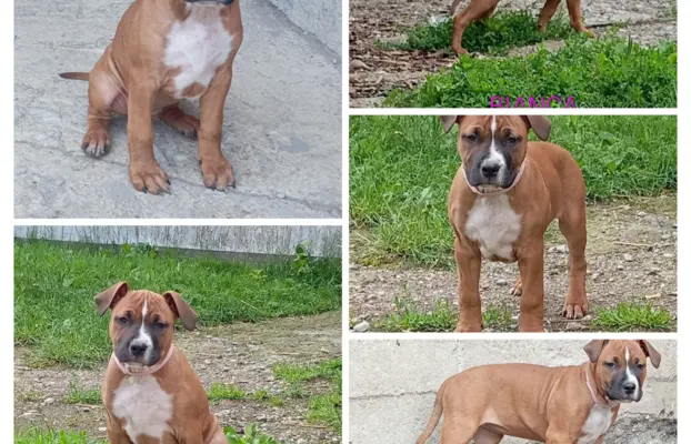 Amstaff 3
