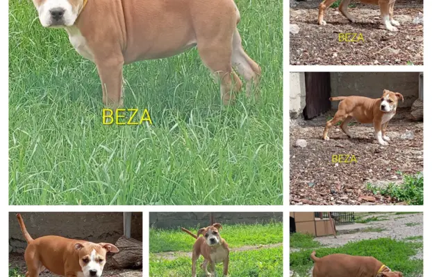 Amstaff 4