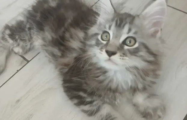 SREBRNE PIEKNE KOTY MAINE COON 1