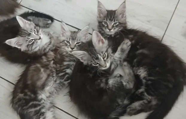 SREBRNE PIEKNE KOTY MAINE COON 2