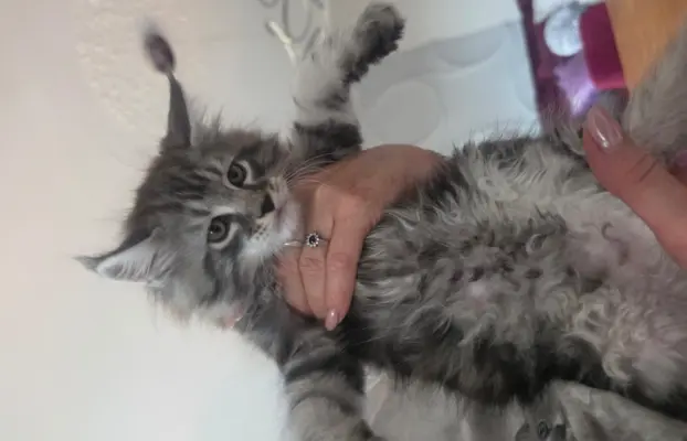 SREBRNE PIEKNE KOTY MAINE COON 3