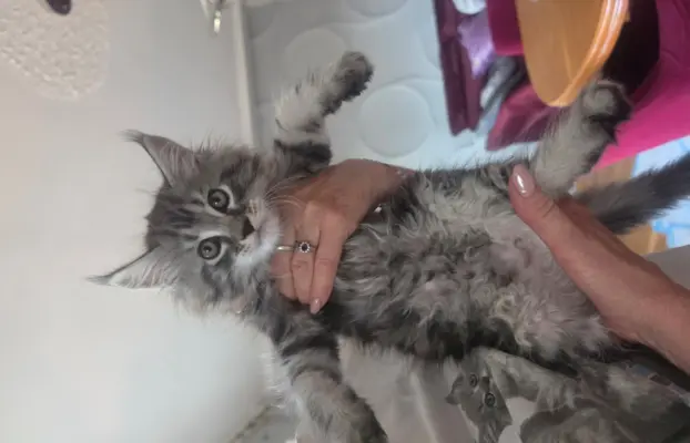 SREBRNE PIEKNE KOTY MAINE COON 4