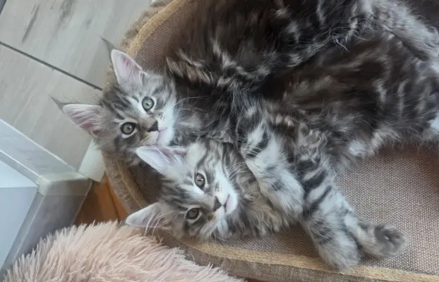 SREBRNE PIEKNE KOTY MAINE COON 5