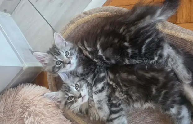 SREBRNE PIEKNE KOTY MAINE COON 6