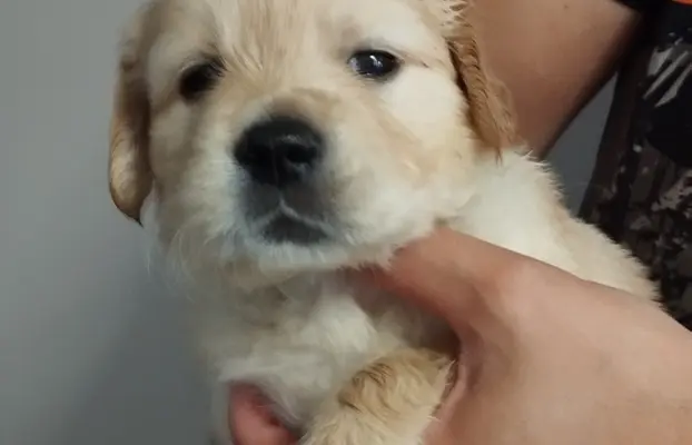 Szczeniaki golden retriever 7