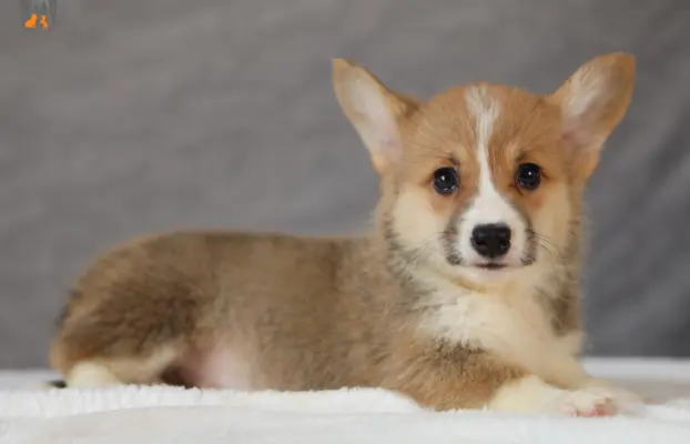 Szczeniaki rasy welsh corgi pembroke po zdrowych rodzicach 1