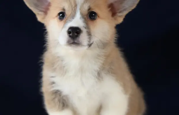 Szczeniaki rasy welsh corgi pembroke po zdrowych rodzicach 2