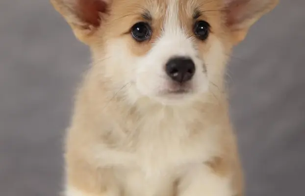 Szczeniaki rasy welsh corgi pembroke po zdrowych rodzicach 3