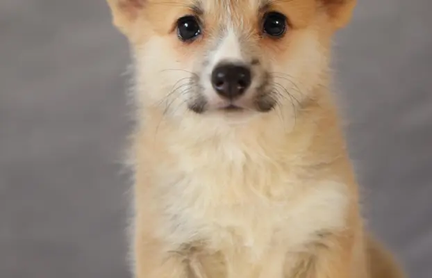Szczeniaki rasy welsh corgi pembroke po zdrowych rodzicach 4