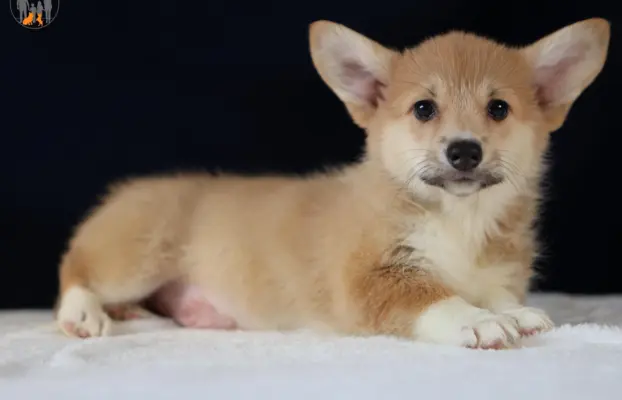 Szczeniaki rasy welsh corgi pembroke po zdrowych rodzicach 5
