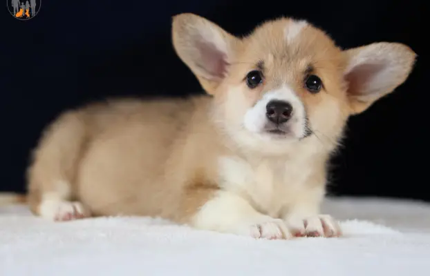 Szczeniaki rasy welsh corgi pembroke po zdrowych rodzicach 6