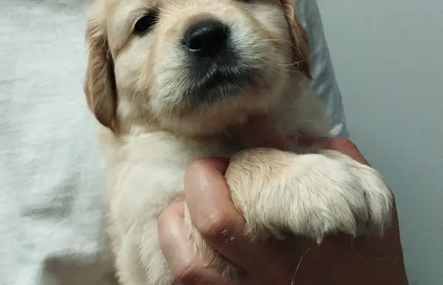 Szczeniaki golden retriever 5