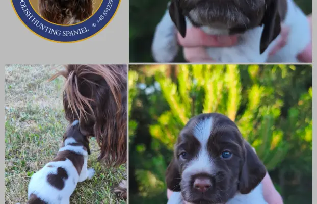 Polski Spaniel Myśliwski Psy Artemidy FCI 1