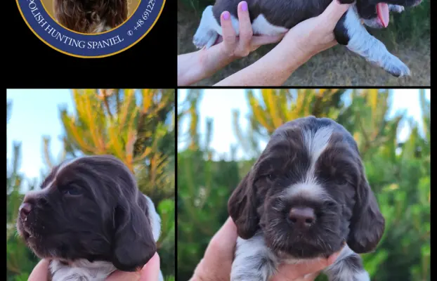 Polski Spaniel Myśliwski Psy Artemidy FCI 2