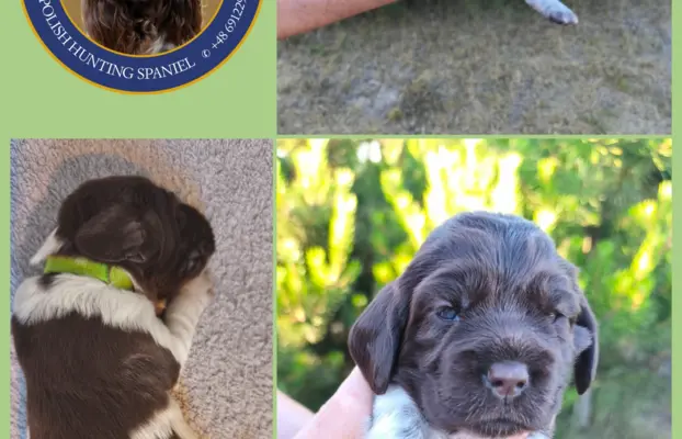 Polski Spaniel Myśliwski Psy Artemidy FCI 3