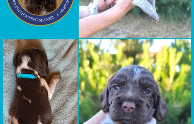 Polski Spaniel Myśliwski Psy Artemidy FCI 4