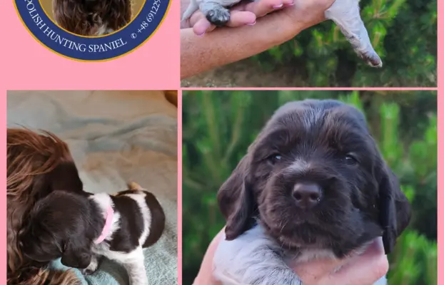 Polski Spaniel Myśliwski Psy Artemidy FCI 5