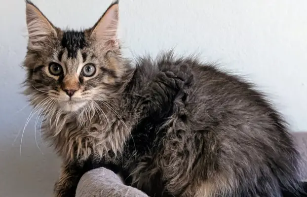 Bajgiel – kocurek Maine Coon z rodowodem FPL/FIFE 4