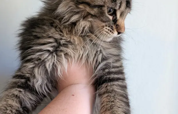 Bajgiel – kocurek Maine Coon z rodowodem FPL/FIFE 2