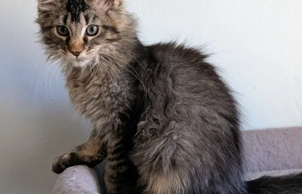Bajgiel – kocurek Maine Coon z rodowodem FPL/FIFE 3