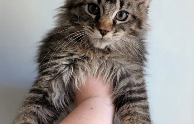 Bajgiel – kocurek Maine Coon z rodowodem FPL/FIFE 1