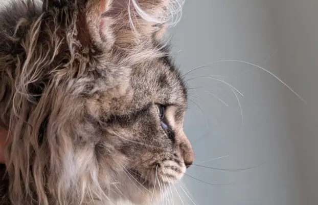 Bajgiel – kocurek Maine Coon z rodowodem FPL/FIFE 5