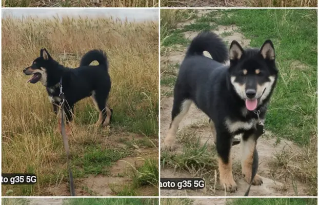 Czteromiesięczny, ostatni z miotu, czarny podpalany piesek 1