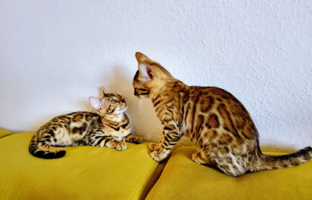 Top Bengal- 2 dziewczynki gotowe do zmiany domu 2