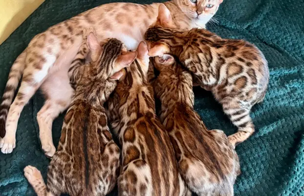 Top Bengal- 2 dziewczynki gotowe do zmiany domu 3