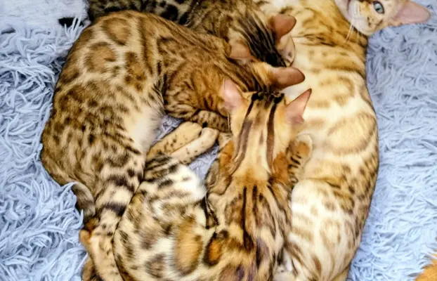 Top Bengal- 2 dziewczynki gotowe do zmiany domu 4