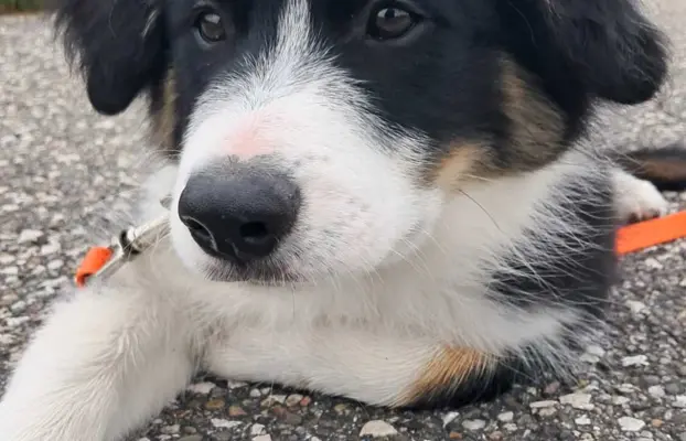 Border Collie - piesek BAGI - z hodowli NEGRESSE 1