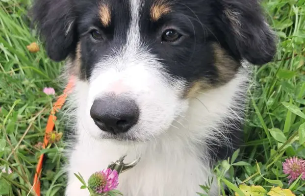 Border Collie - piesek BAGI - z hodowli NEGRESSE 2