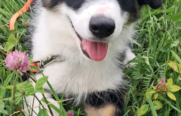 Border Collie - piesek BAGI - z hodowli NEGRESSE 3