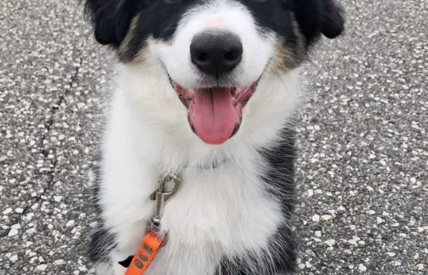 Border Collie - piesek BAGI - z hodowli NEGRESSE 4