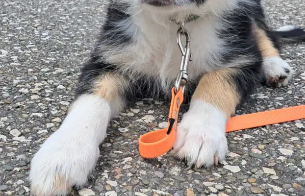 Border Collie - piesek BAGI - z hodowli NEGRESSE 5