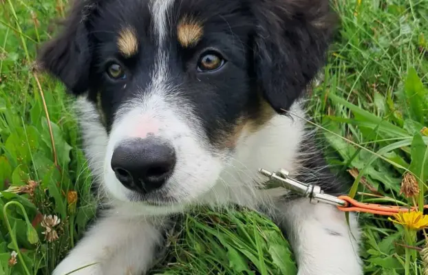 Border Collie - piesek BAGI - z hodowli NEGRESSE 6