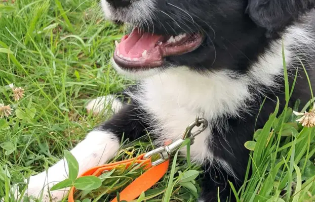 Border Collie - piesek BAGI - z hodowli NEGRESSE 7